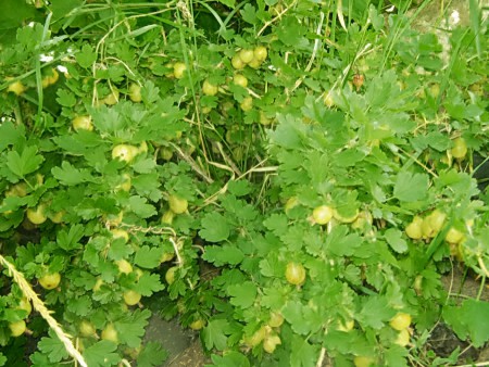 КРЫЖОВНИК КУРШУ ДЗИНТАРС 